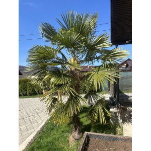 Palma konopná (Trachycarpus fortunei) - výška kmeňa 80-90 cm, celková výška 180-220 cm, kont. C70L (-17°C)